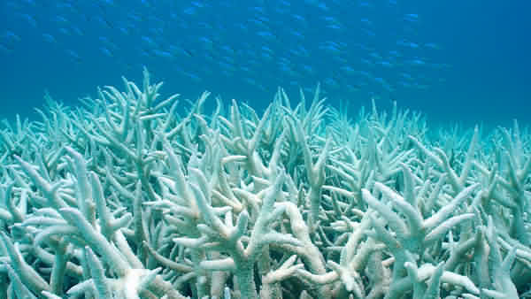 coral bleaching